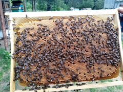 Пчелосемьи Рут и Дадан, пчелопакеты, пчеломатки