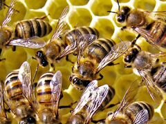 Пчелы-семьи