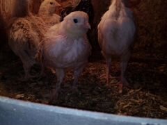 Цыплята фавероль ловандовая порода 4+1