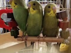 Птенцы волнистый попугаев