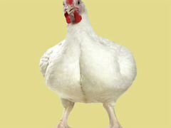 Цыплята мясо-яичных кур