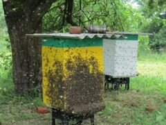 Пчелосемьи Пчёлы Пчелопакеты