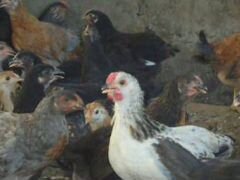 Цыплята цветные домашние 2.5-3 месяца