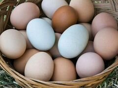 Яйца инкубационные, овоскопированные