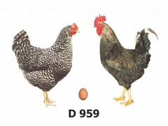 Цыплята доминант 959, 104