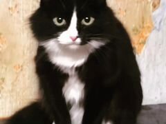 Черно белая кошка