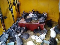 Кролики на доращивание еду и на племя