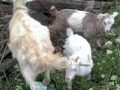 Зааненские козы-метисы с сережками