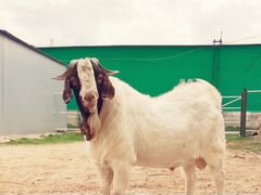 Бурские(Boer goat) козёл и коза
