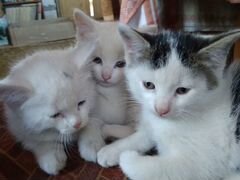 Продам котят очаровашек от сибирской кошки