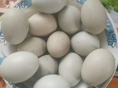 Инкубационные яйца породы Араукана