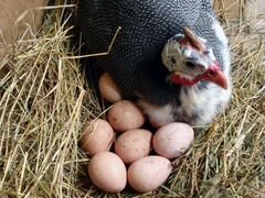 Цесариное инкубационное яйцо