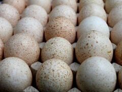 Яйца индюшачьи инкубационные