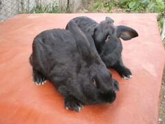 Чистопородные кролики породы чёрно-бурая
