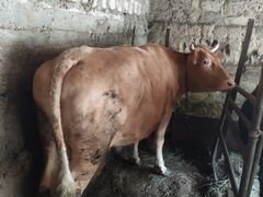 Корова на мясо 280-300 кг