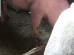 Продам свиней поросят от 50 кг