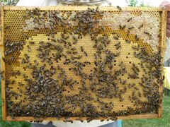 Пчелосемьи на вынос