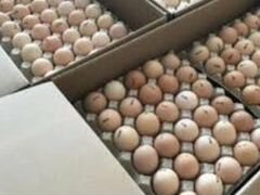 Яйца Кобб 500 (Чехия) в Набережных Челнах