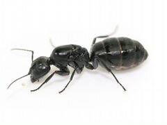 Муравьи Camponotus vagus и Messor structor