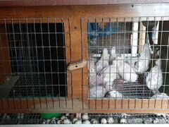 Продаю клетки для кроликов и перепелов