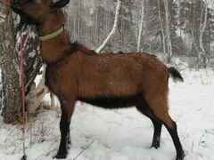 Чешский козёл. Вязка