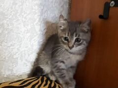 Котенок - Красотка ищет заботливого хозяина
