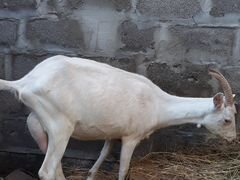 Зааненскую козу обменяю на гусей или индюков