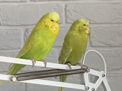 Чешские волнистые попугаи