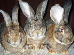 Беременные крольчихи и кролики от 2х месяцев