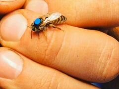 Пчелиная матка Карника, Бакфаст 2020