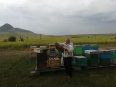 Пчелы продается пасика