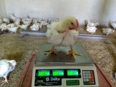 Цыплята бройлер кобб 500 возраст 28 дней
