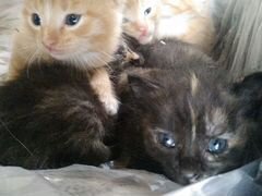 Котята, 3 рыжих, 2 черных котенка