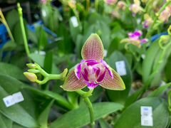 Сортовая орхидея пелорик