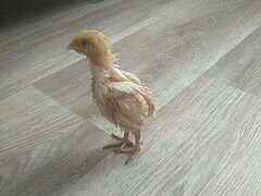 Перепела(Техасский бройлер) цыплята