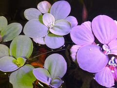 Растения в аквариум