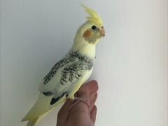 Корелла попугай, ручной / выкормыш с клеткой