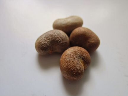 Семена баобаба, тамаринда