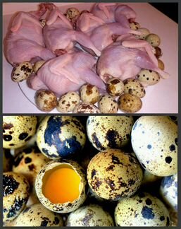 Перепела и инкубационное яйцо