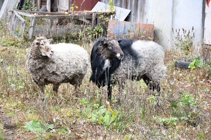 Овца и ягненок в Шатуре