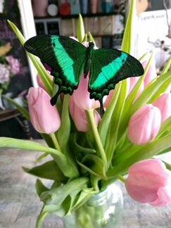 Живые бабочки на 8 Марта
