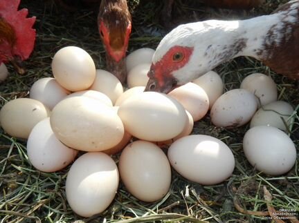 Инкубационное яицо мускусной утки (индоутки)