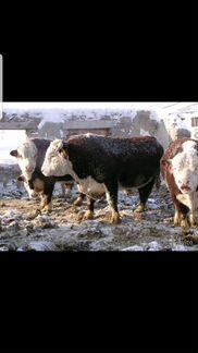 Принимаю быков тёлк коров на мясо и на откорм звон