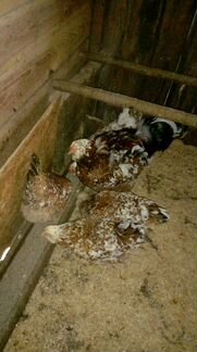 Инкубационное яйцо орловских кур