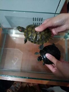 Черепахи две и аквариум
