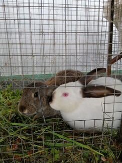 Кролики 3месяца