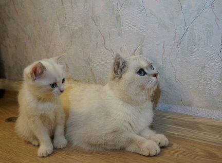 Котенок метис (британская шиншилла серебро) кошка