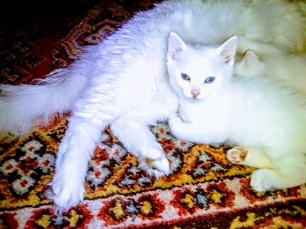Котёнок турецкий ангора