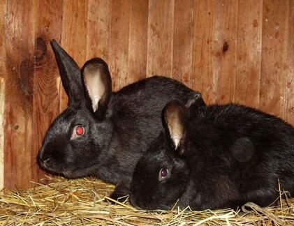 Кролики черные с серебром