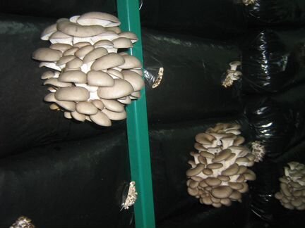 Предприятие по выращиванию грибов вешенка